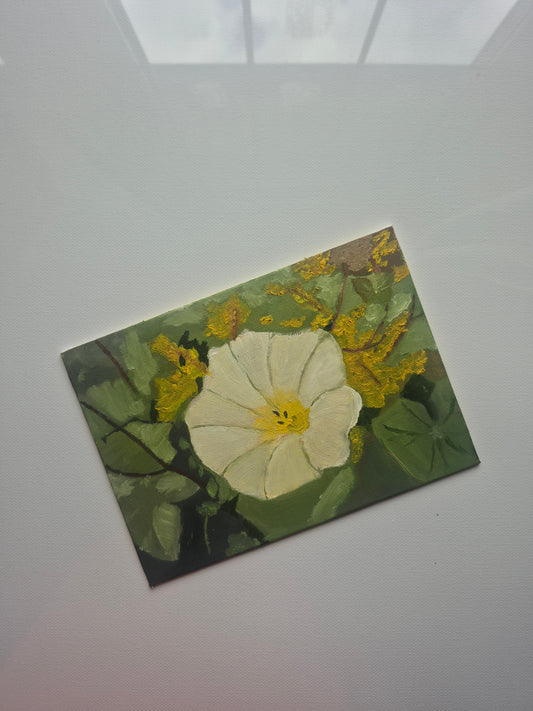 Bindweed